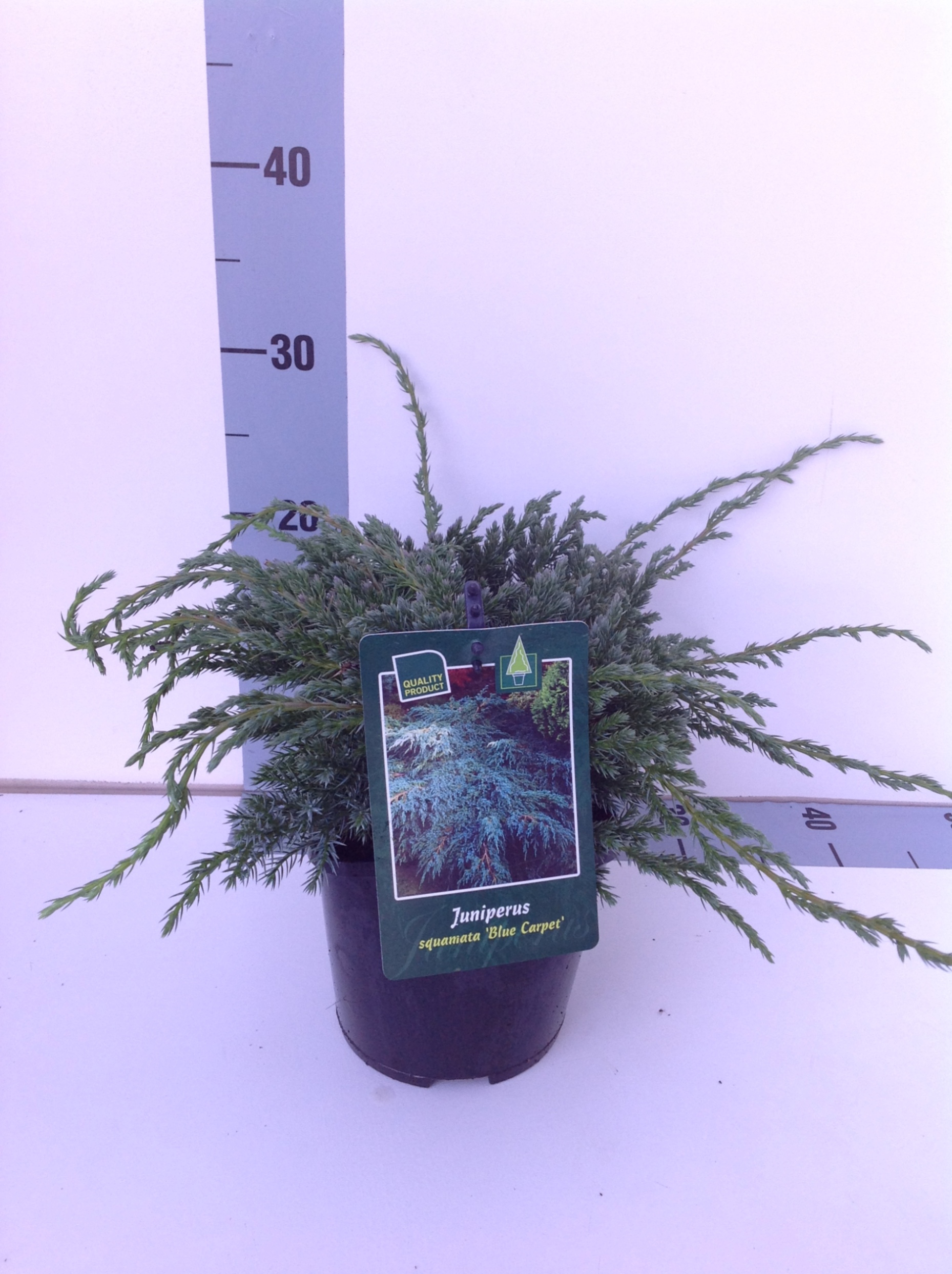 Можжевельник чешуйчатый Блю Карпет